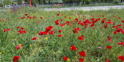 Doğal çiçeklerimiz