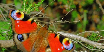 Kelebeklerin ve güvelerin renkli dünyası