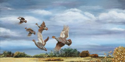 Doğadan tuvale yaban hayatında kuşlar