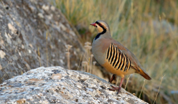 ÜLKEMİZDEKİ KINALI KEKLİK POPÜLASYONLARININ BİYOLOJİK VE EKOLOJİK DEĞERLENDİRİLMESİ