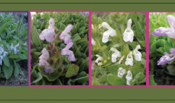 İZMİR’İN ENDEMİK TÜRÜ SALVIA SMYRNAEA, DEĞİŞMEYE DEVAM EDİYOR