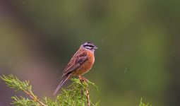 TÜRKİYE’NİN KİRAZKUŞLARI (PASSERIFORMES: EMBERIZIDAE)