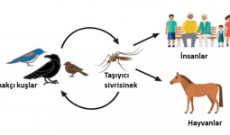 BATI NİL VİRÜSÜ (BNV) ENFEKSİYONU
