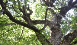 ISTRANCALARIN ASIRLIK TANIKLARI “ANIT AĞAÇLAR”