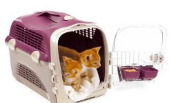 EVCİL HAYVANLAR SAHİPLERİYLE YOLCULUK YAPABİLECEK