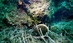 AKDENİZ ENDEMİK TÜRÜ PİNA’lar NESLİ KRİTİK DÜZEYDE TEHDİT ALTINDA LİSTESİNE EKLENDİ