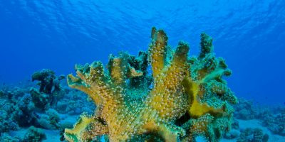 Mavi Dünyanın Güzellikleri