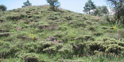 ANADOLU BOZKIRININ GELECEĞİ