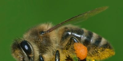 Mantar öldürücü ilaçlar DNA hasarı da dahil olmak üzere bal arılarının sağlığını ciddi tehdit ediyor