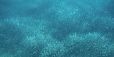 İspanya’da son 40 yılda deniz çayırları habitatlarında mikroplastik kirliliği arttı