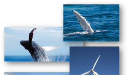 Biyomimikri: Balina Gücü