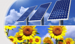 Biyomimikri: Günebakan