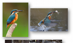 Biyomimikri: Hızlı Tren