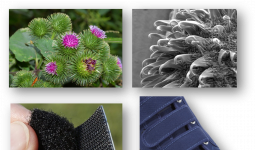 Biyomimikri: Velcro bantları