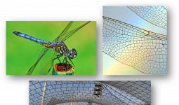 Biyomimikri: Yusufcuk kanadı