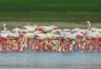 TUZ GÖLÜ’NDEKİ FLAMİNGO, PHOENICOPTERUS ROSEUS’UN POPÜLASYON BÜYÜKLÜĞÜ VE ÜREME  KOLONİLERİ