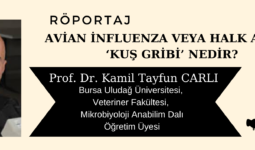 Avian İnfluenza veya Halk adıyla ‘Kuş Gribi’ Nedir?