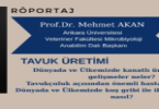TAVUK ÜRETİMİ