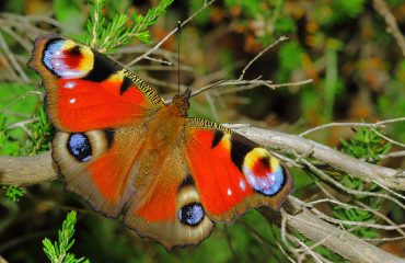 Kelebeklerin ve güvelerin renkli dünyası
