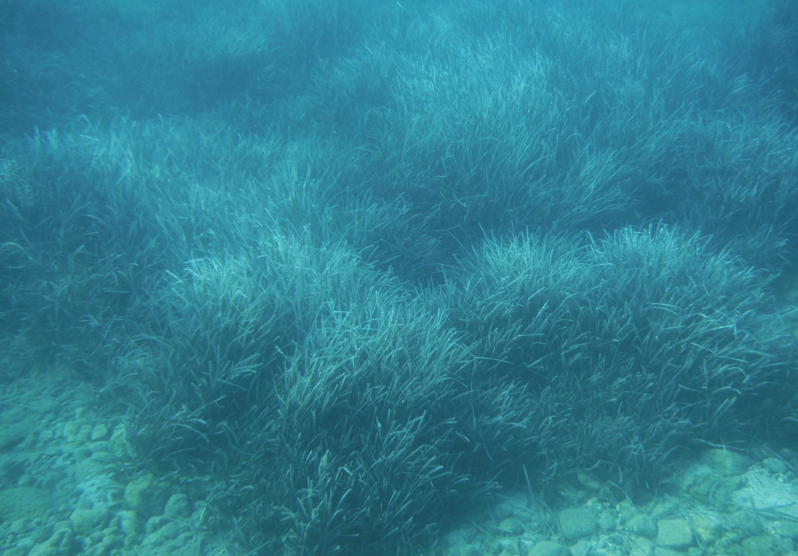 İspanya’da son 40 yılda deniz çayırları habitatlarında mikroplastik kirliliği arttı