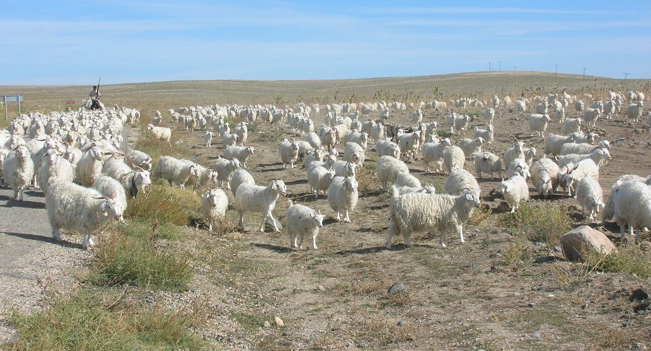 Uluslararası Meralar ve Çobanlar Yılı ile 17 Haziran Dünya Çölleşme ve Kuraklıkla Mücadele Gününün Önemi